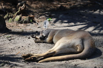 Young joey kangaroo asleep on the ground