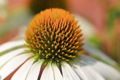 Close-up of white flower