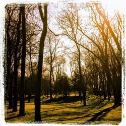 Trees on field against sky