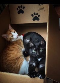 Cats relaxing in box