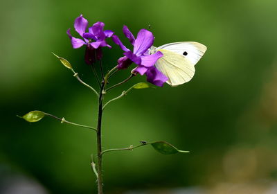 Close-up of butterfly pollinating on flower