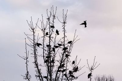 Low angle view of silhouette birds flying against sky