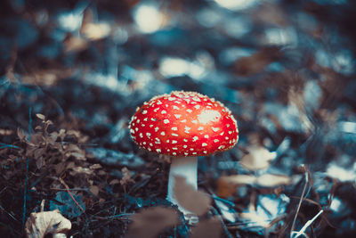 Close-up of fly agaric mushroom on field