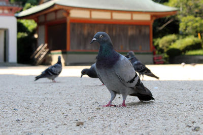 Pigeons on a footpath