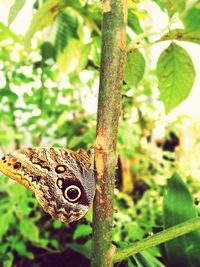 Close-up of butterfly on leaf