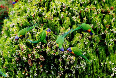 Close-up of plants growing on tree