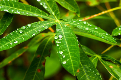leaf