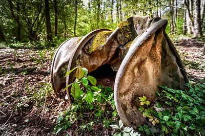 Log on field against trees in forest