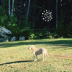 Side view of dog standing on field