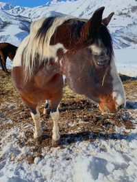 Horse standing on snow covered land