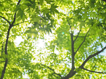 Low angle view of tree leaves