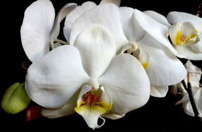 Close-up of white flowers