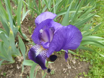 High angle view of purple crocus blooming on field