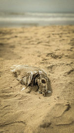 View of animal skull on beach