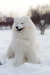 White cat on snow covered land