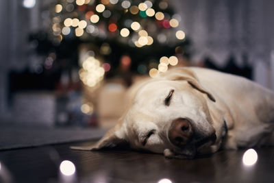 Festive evening at home. cute dog sleeping against illuminated christmas tree with presents.