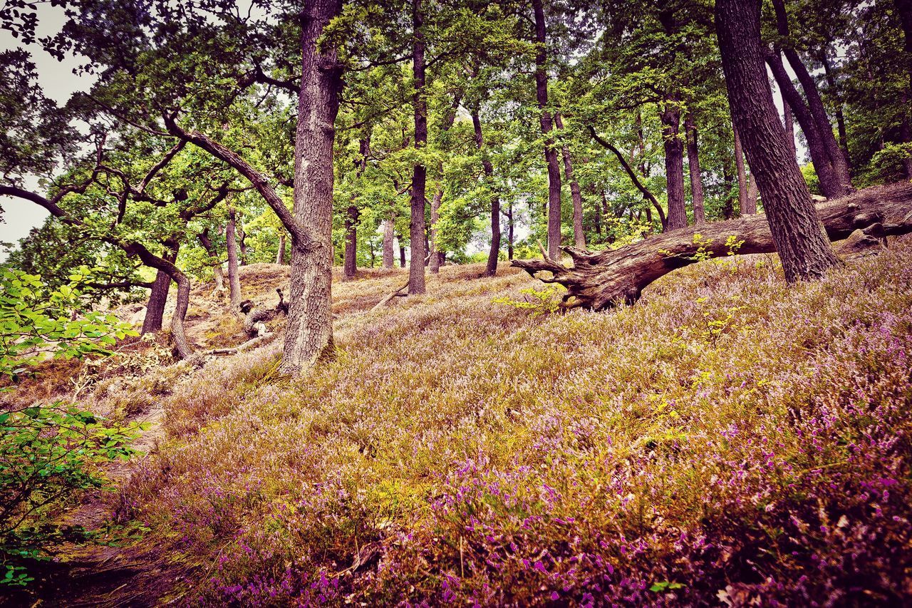 SCENIC VIEW OF FLOWERING PLANTS ON FIELD