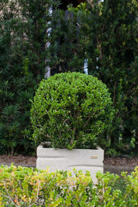 Close-up of fresh green plants against trees