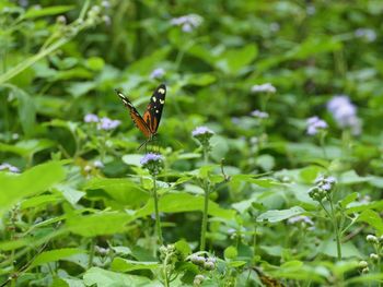 Butterfly pollinating on flower