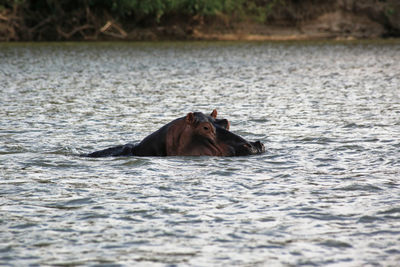 Portrait of horse in lake