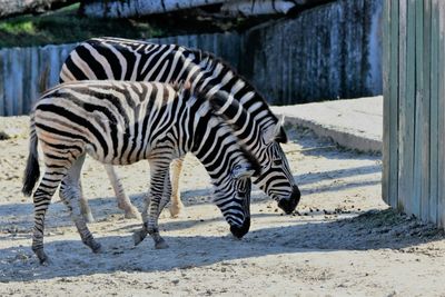 Close-up of zebras at zoo