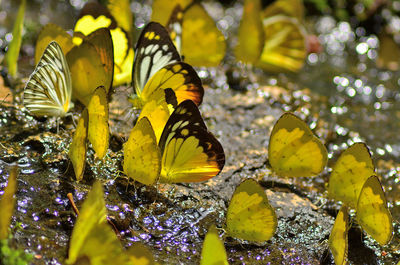 Close-up of butterfly on yellow flower