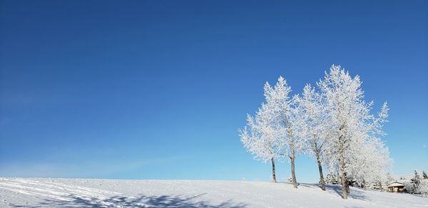 Snow covered trees against clear blue sky