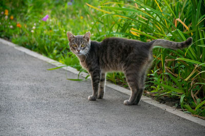 Portrait of a cat walking on road