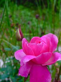 Close-up of pink flowers