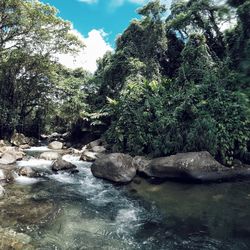Scenic view of river in forest against sky