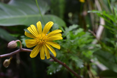 Close-up of yellow flowering plant