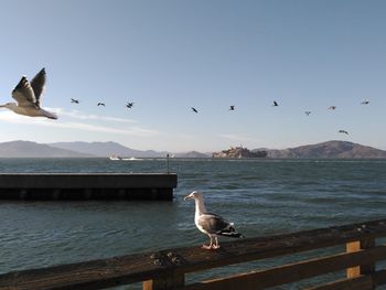 Seagulls flying over sea against clear sky