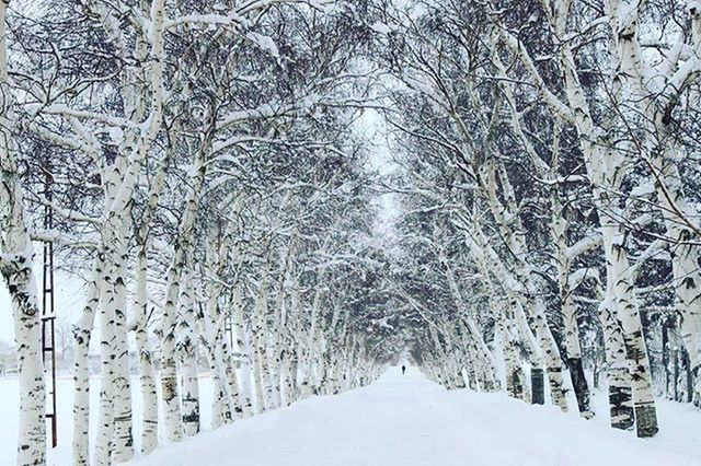 SNOW COVERED BARE TREES IN FOREST