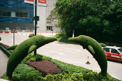 Trees in city