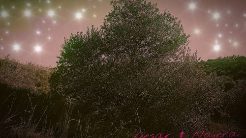 Low angle view of trees against sky at night