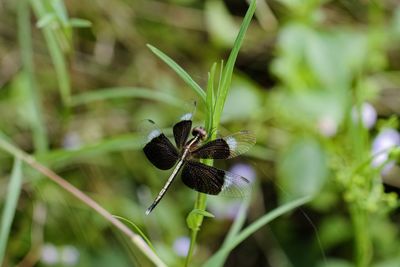 Close-up of dragonfly on plant