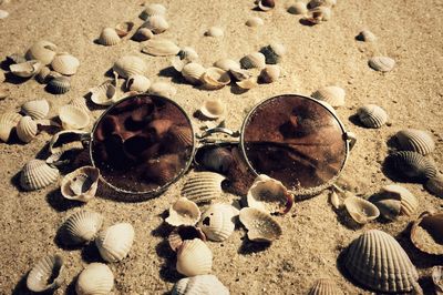 High angle view of shells on beach