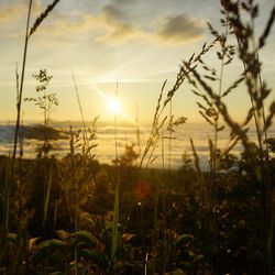Close-up of plants against sunset sky