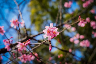 Close-up of pink cherry blossoms in spring