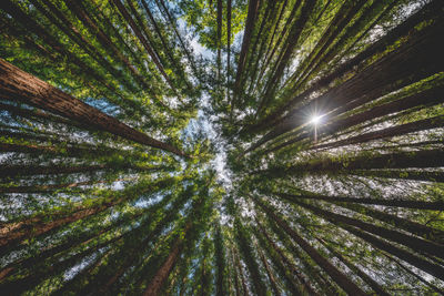 Low angle view of sunlight streaming through trees in forest