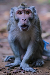 Monkey expression when seeing stranger