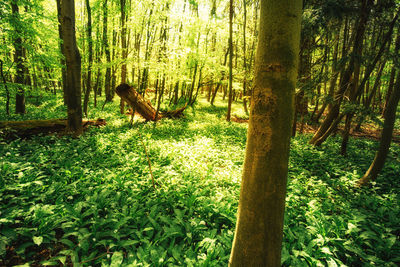 View of a tree trunk in forest