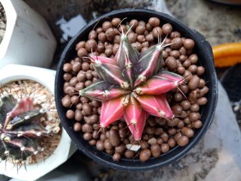 High angle view of fruits in container