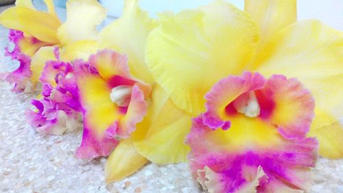 Close-up of yellow flower