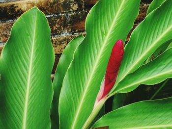 Close-up of fresh green plant