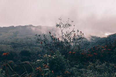 Plants growing on land against sky