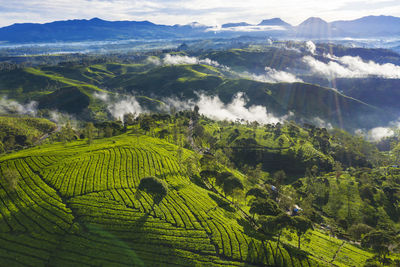 Scenic view of agricultural field