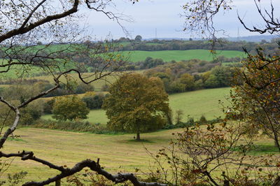 Trees on field against sky