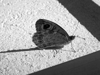 High angle view of butterfly on leaf