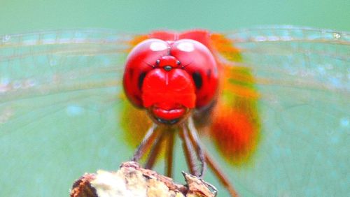 Close-up of red water